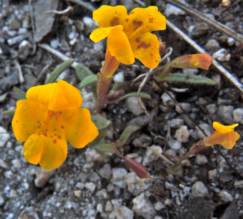 Erythranthe pulsiferae