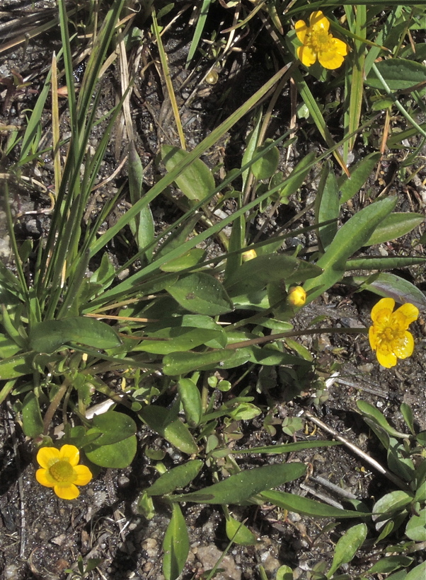 Ranunculus alismifolius var. alismellus