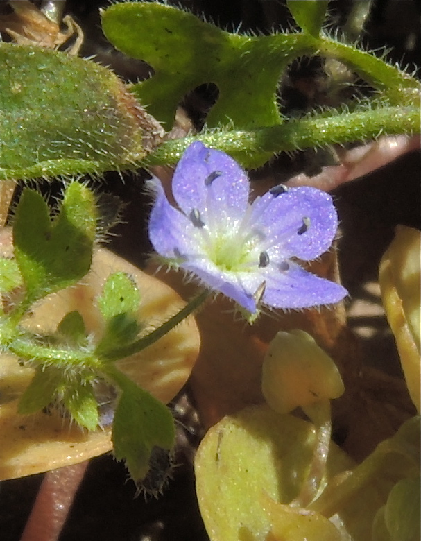 Nemophila pulchella