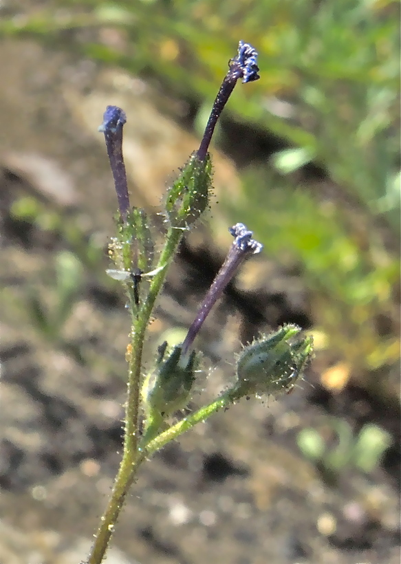 Allophyllum gilioides ssp. gilioides