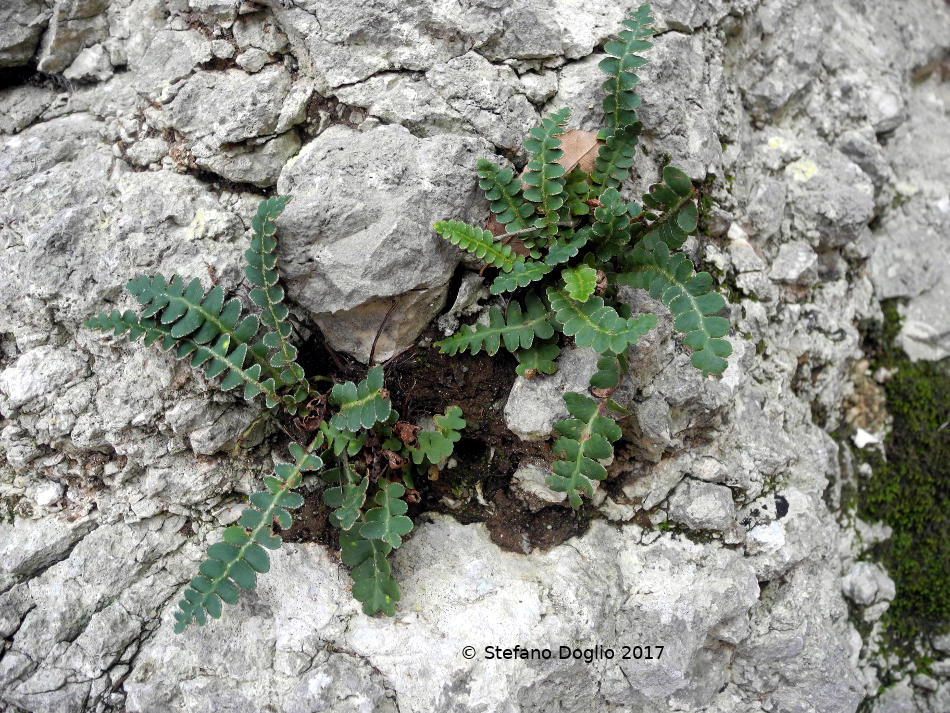 Asplenium ceterach