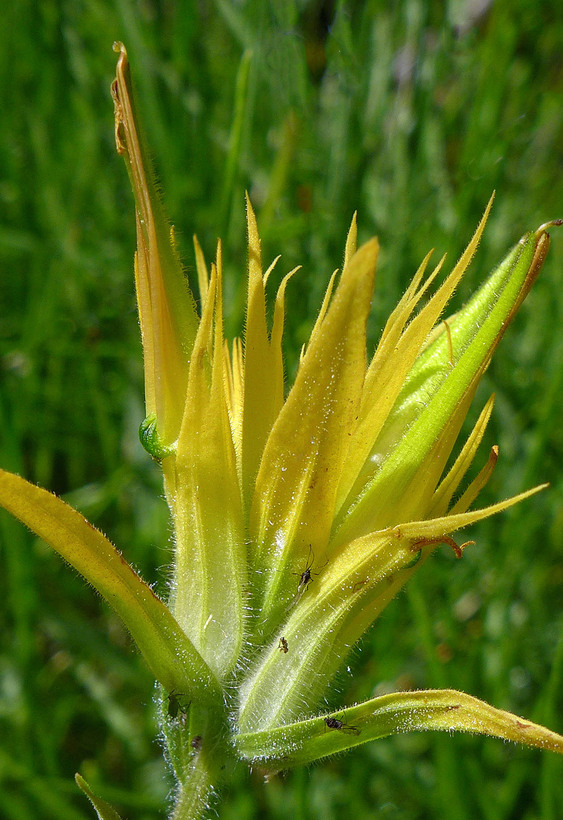 Castilleja miniata ssp. miniata Castilleja miniata ssp. miniata