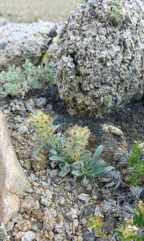 Oreocarya humilis Oreocarya humilis