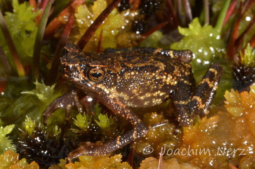 Ansonia muelleri