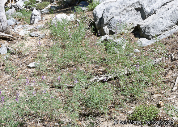 Lupinus hyacinthinus