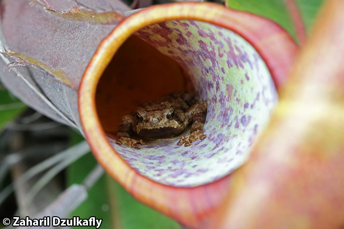 Metaphrynella pollicaris