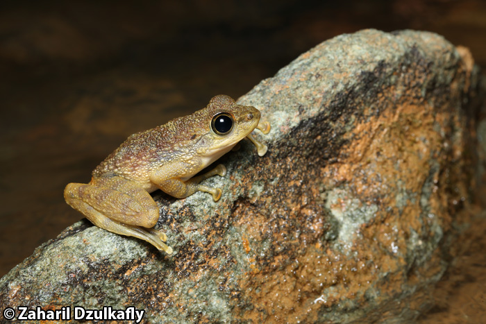 Amolops larutensis Amolops larutensis