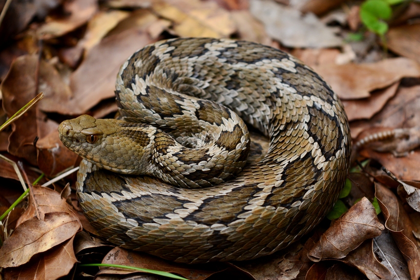 Crotalus ravus