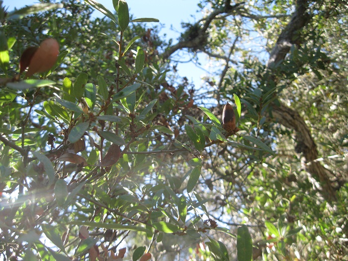Quercus Xacutidens