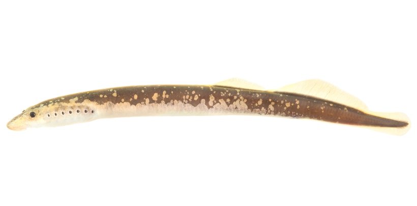 Lampetra aepyptera Lampetra aepyptera