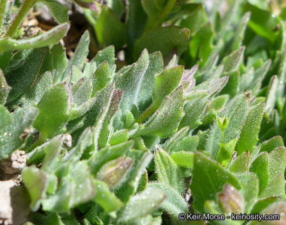 Erythranthe tilingii