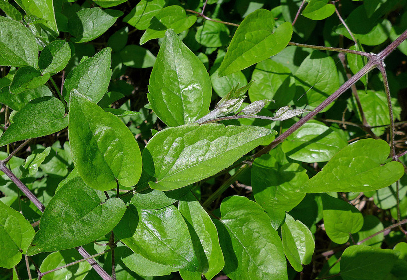 Clematis vitalba Clematis vitalba