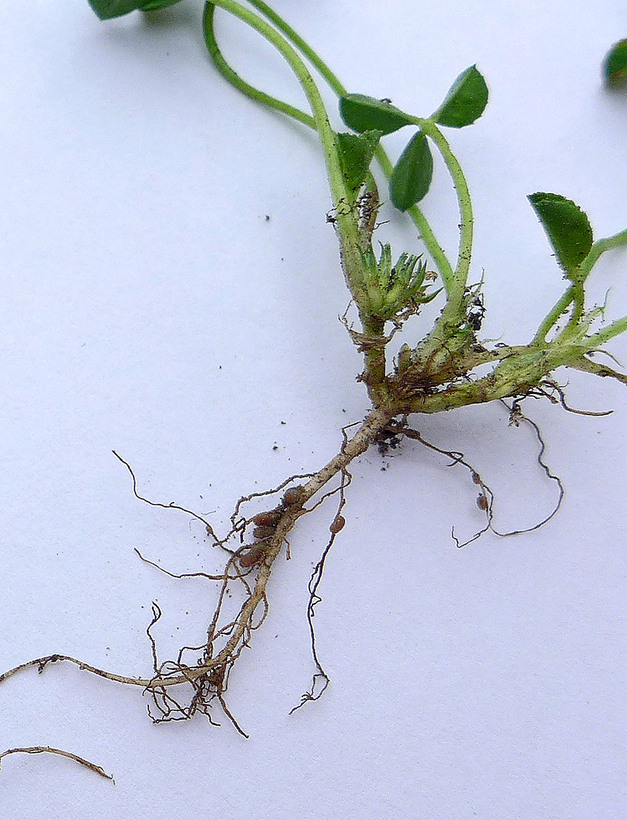 Trifolium suffocatum Trifolium suffocatum