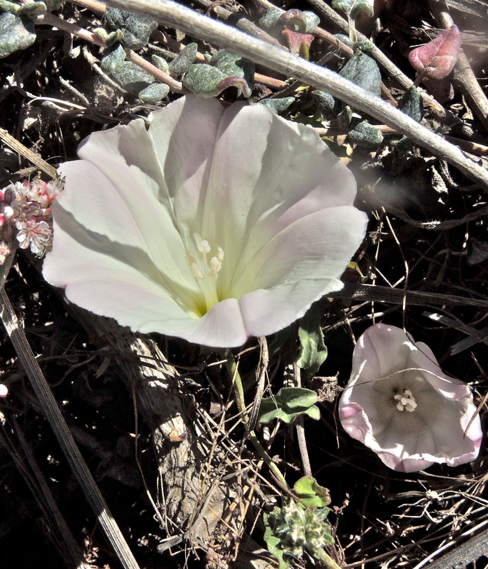 Calystegia macrostegia