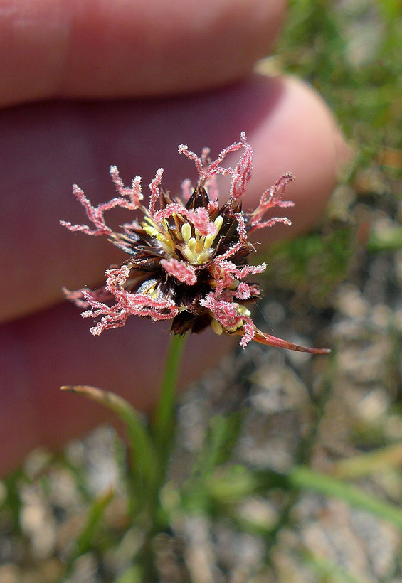 Juncus mertensianus Juncus mertensianus
