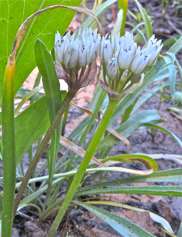 Allium tolmiei var. tolmiei