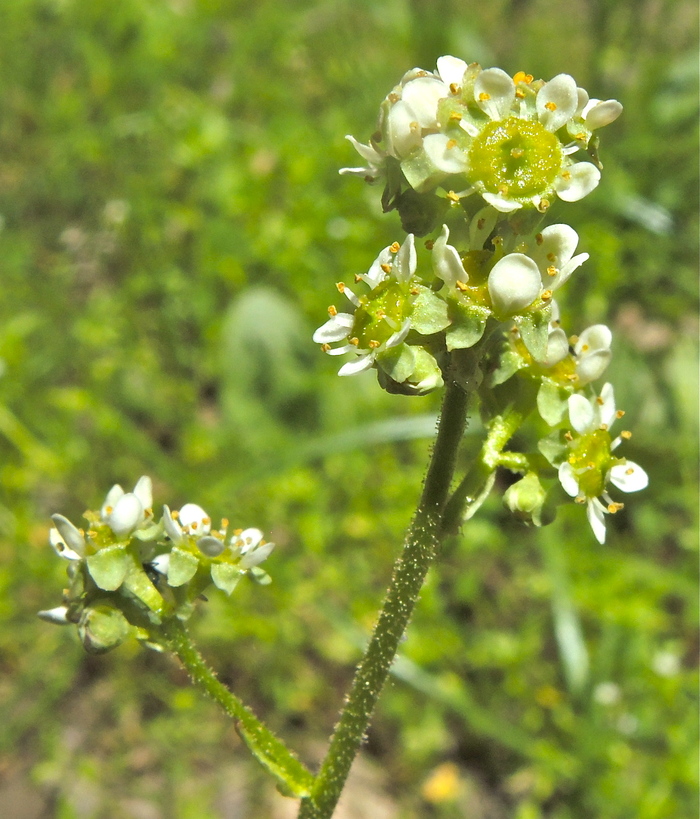 Micranthes nidifica