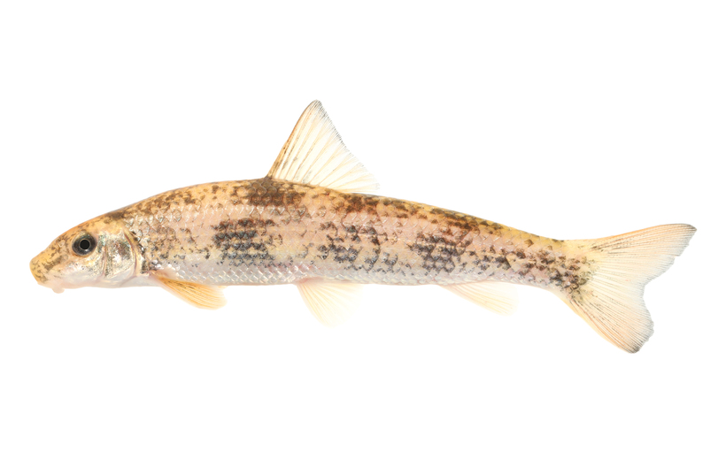 Moxostoma rupiscartes Moxostoma rupiscartes