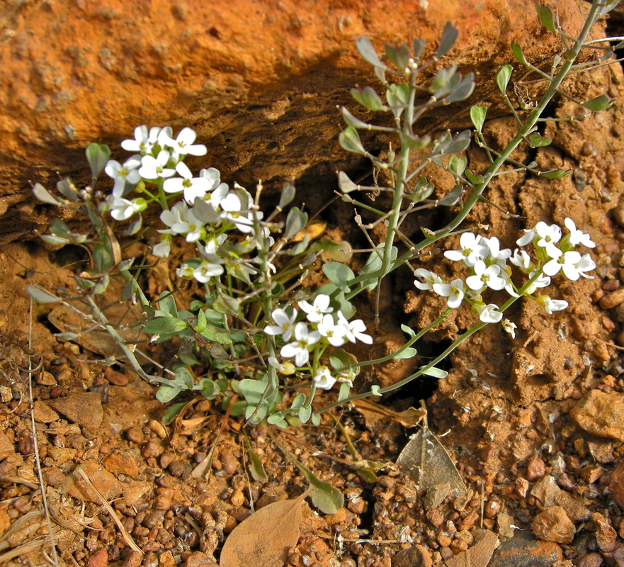 Noccaea fendleri ssp. siskiyouensis