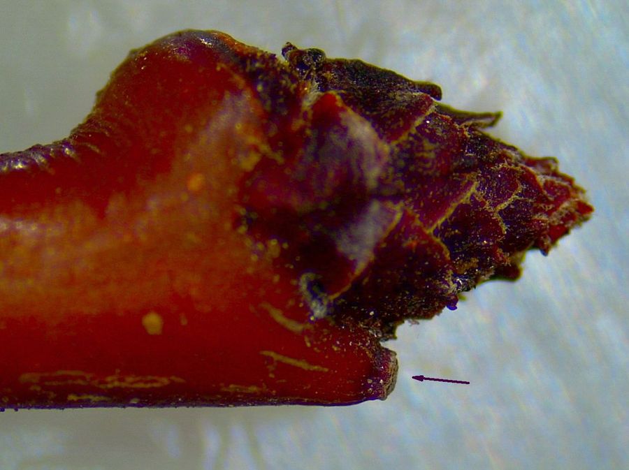 Prunus armeniaca Prunus armeniaca