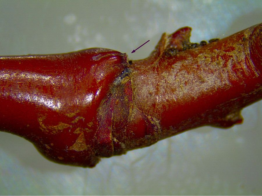 Prunus armeniaca Prunus armeniaca