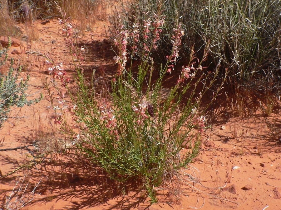 Gaura coccinea