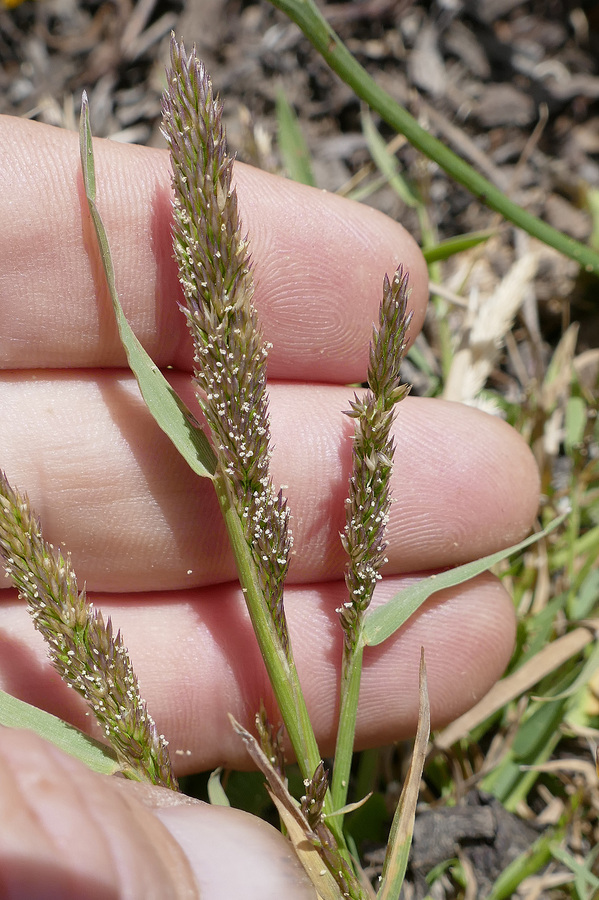 Agrostis densiflora Agrostis densiflora
