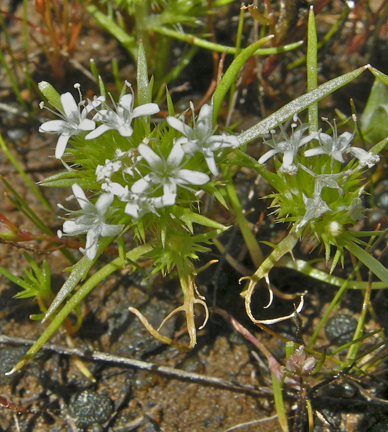 Navarretia leucocephala ssp. bakeri