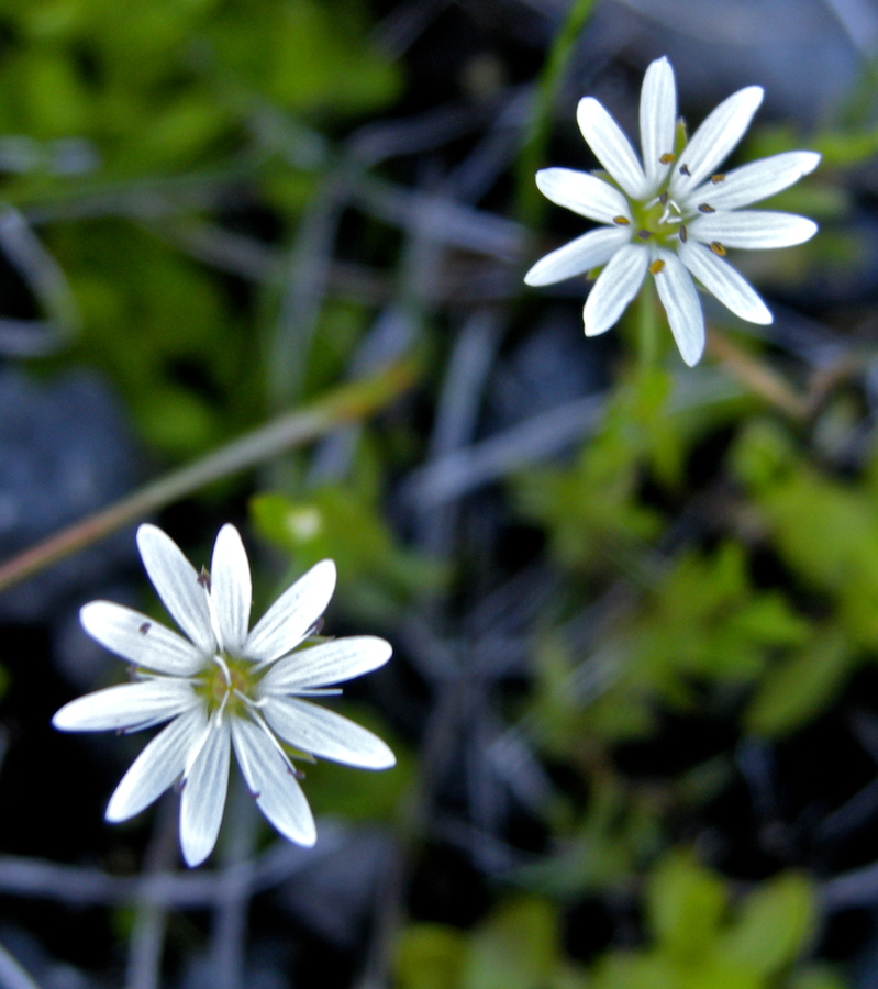 Stellaria longipes