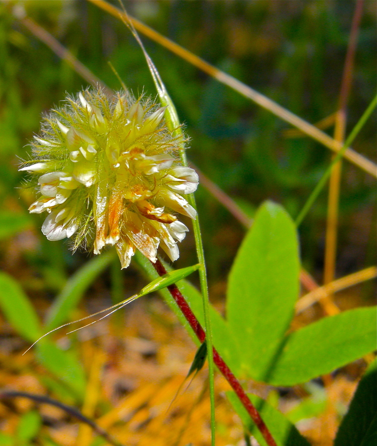Trifolium eriocephalum ssp. eriocephalum