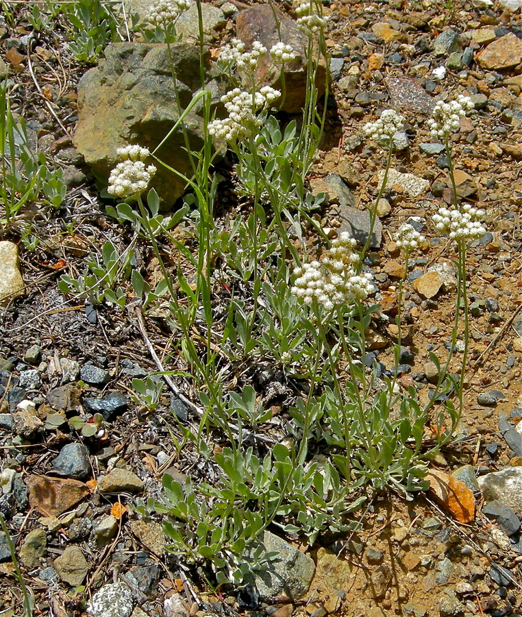 Antennaria argentea