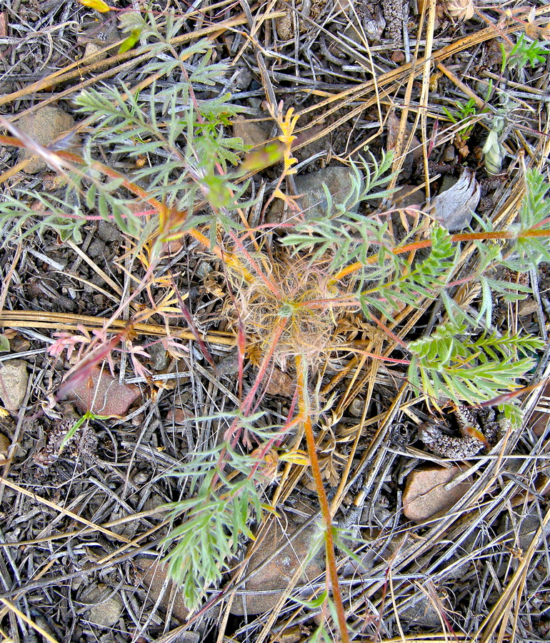 Horkelia daucifolia var. daucifolia