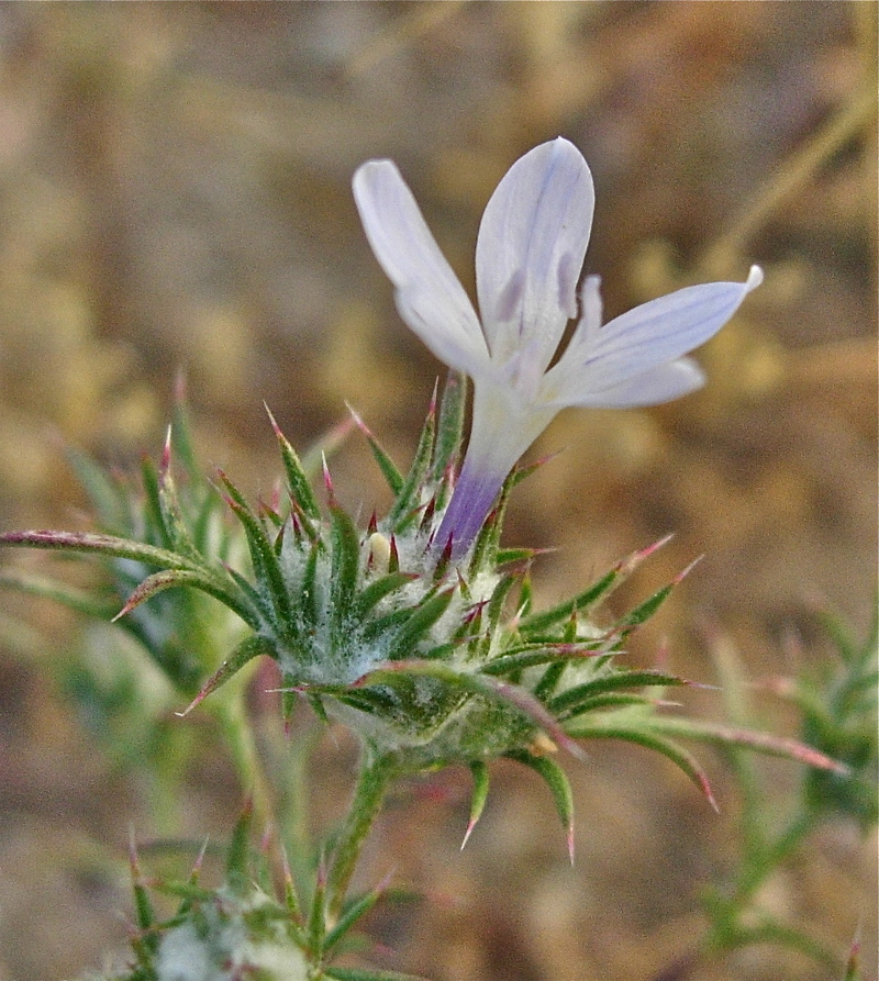 Eriastrum pluriflorum ssp. sherman-hoytae