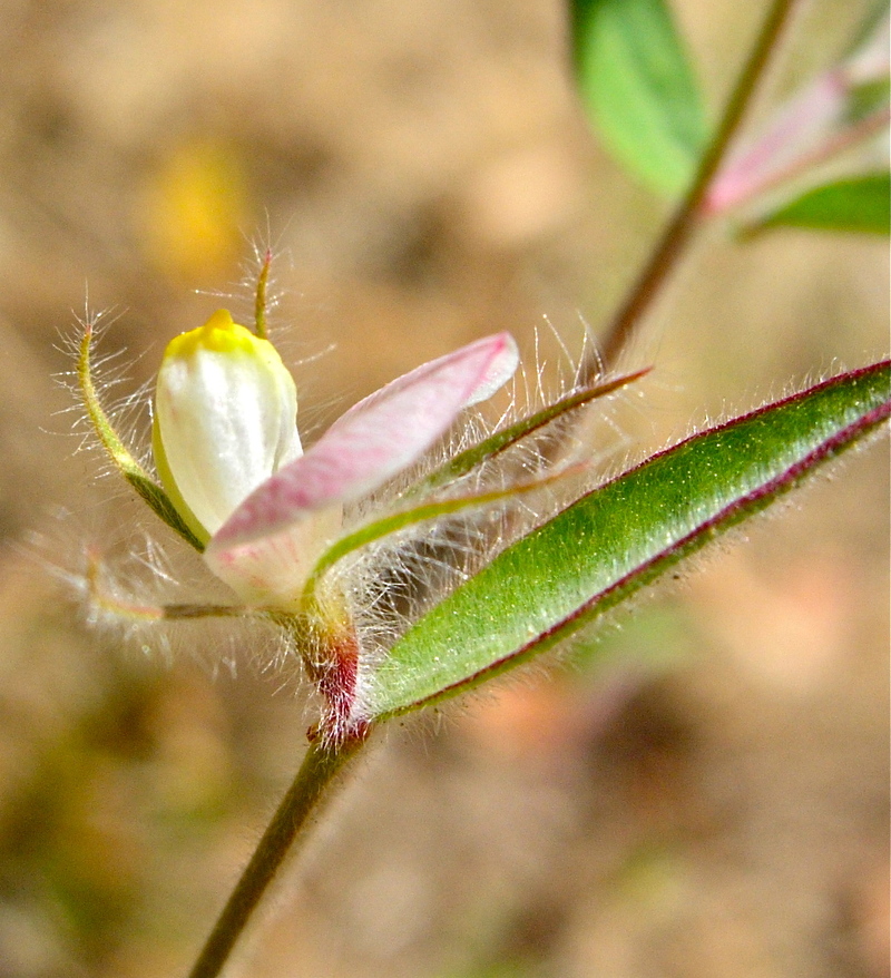 Acmispon americanus