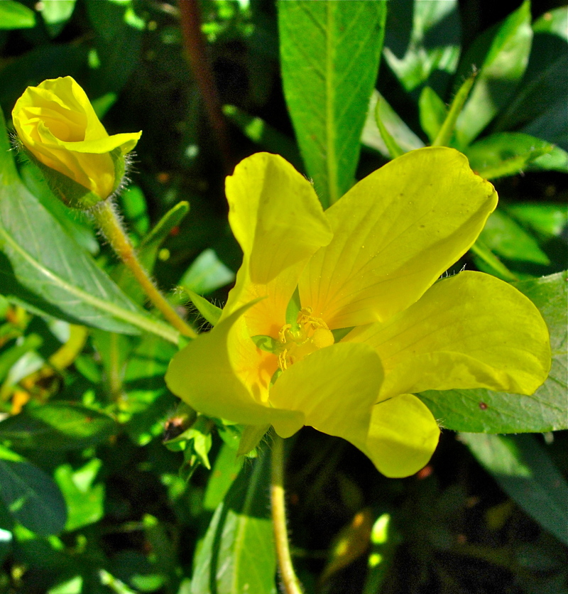 Ludwigia peploides ssp. montevidensis