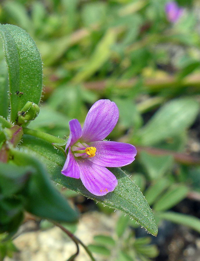 Calandrinia breweri Calandrinia breweri