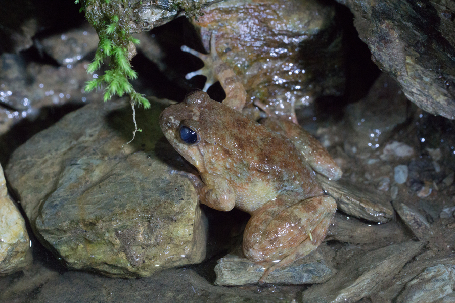 Phrynoglossus semipalmatus Phrynoglossus semipalmatus
