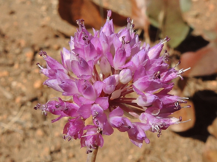 Allium sanbornii var. sanbornii Allium sanbornii var. sanbornii