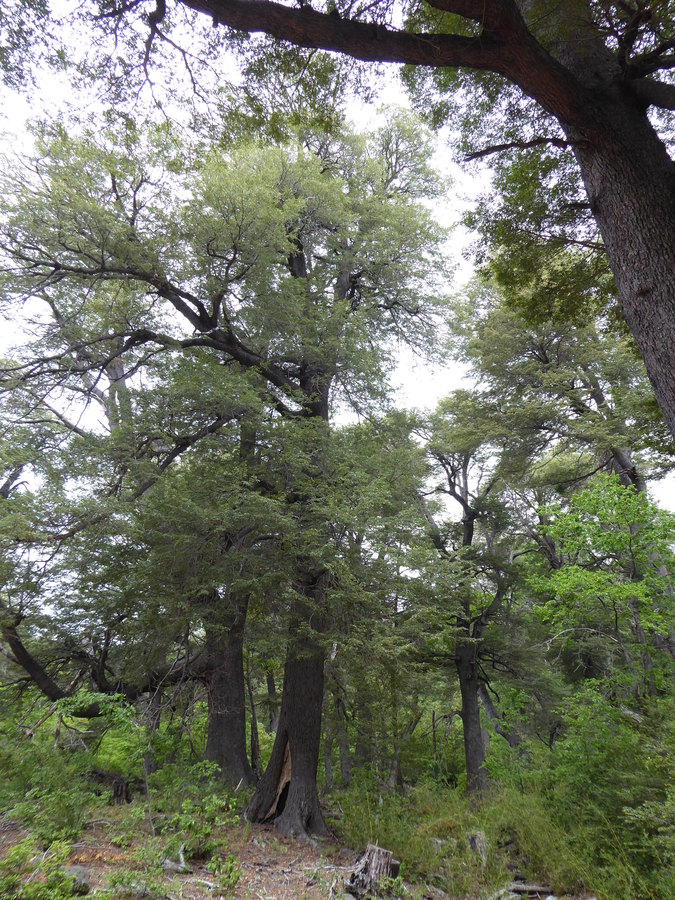 Nothofagus dombeyi
