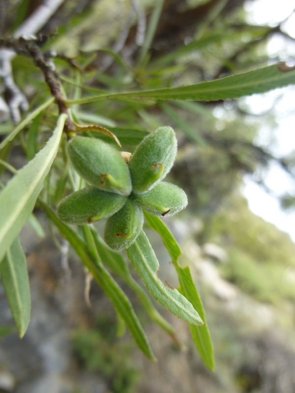 Kageneckia angustifolia
