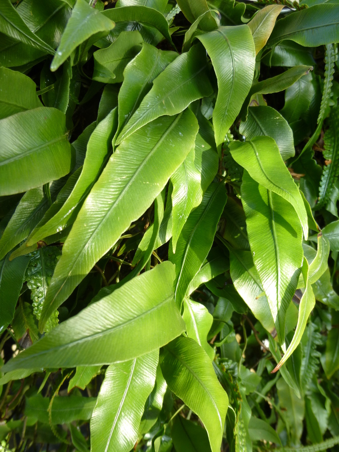 Davallia heterophylla