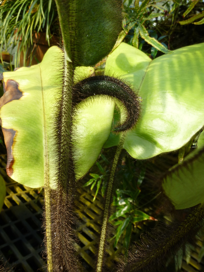 Elaphoglossum crinitum