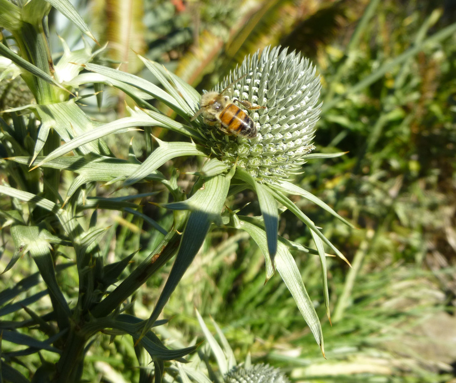 Eryngium alternatum