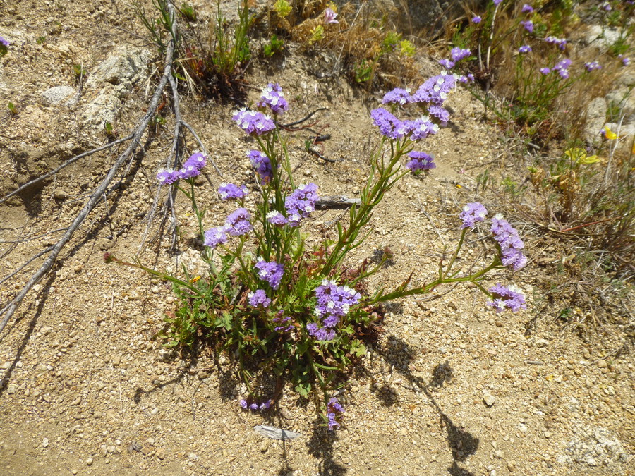 Limonium sinuatum