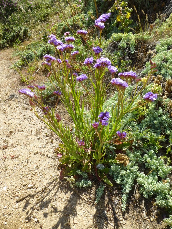 Limonium sinuatum