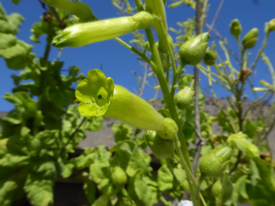 Nicotiana solanifolia