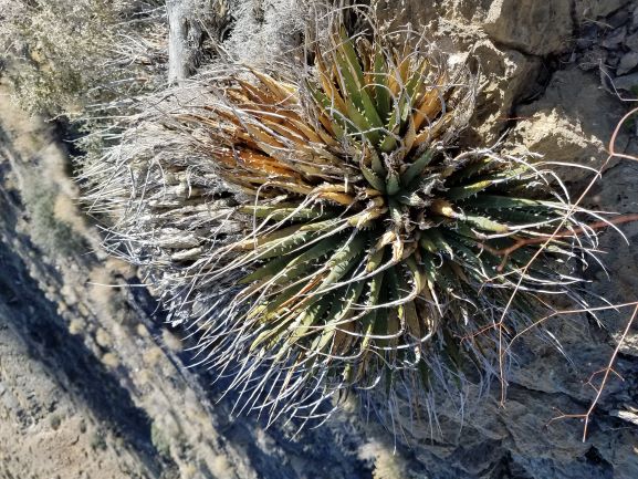 Agave utahensis