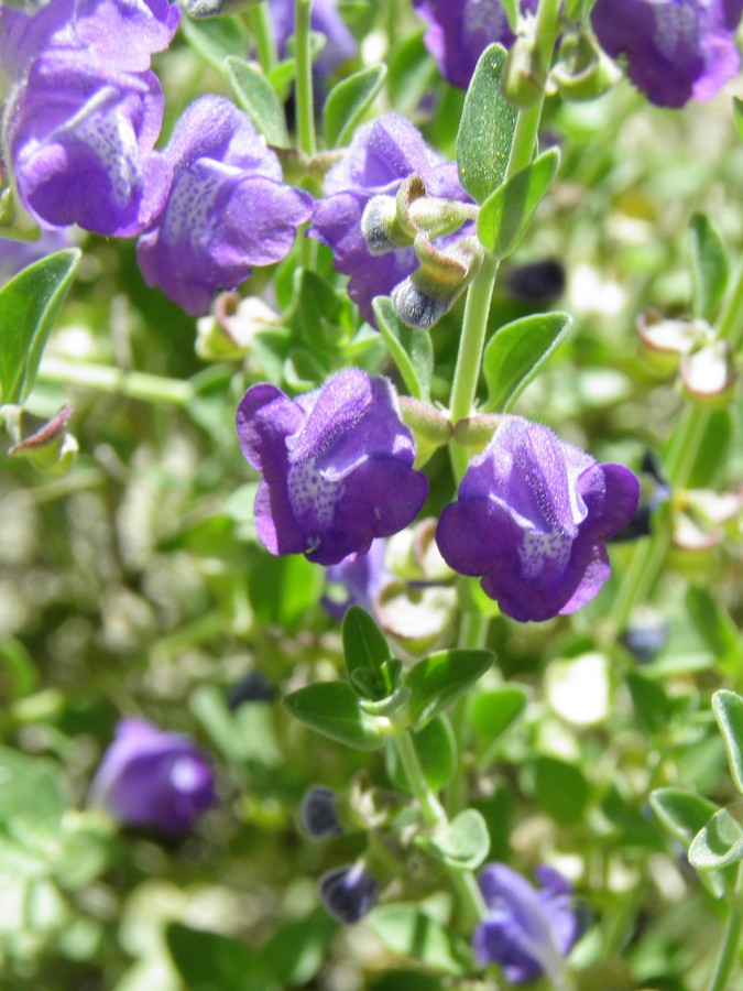 Scutellaria potosina var. tessellata