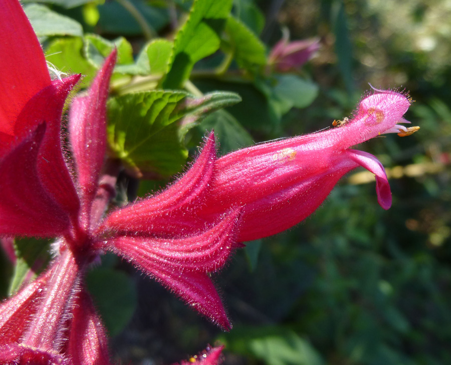 Salvia wagneriana