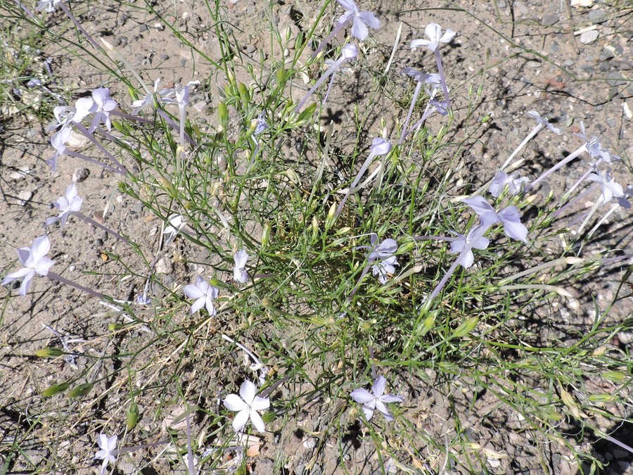 Ipomopsis longiflora ssp. neomexicana